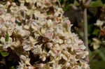 Dogtongue buckwheat